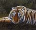 Lying Tiger 2